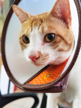 橘猫