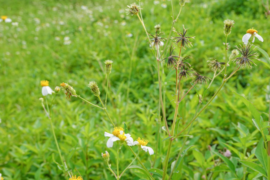 野草