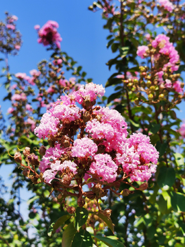 圣露庄园鲜花