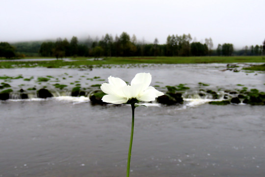 格桑花