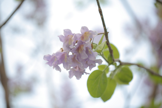 泡桐花开