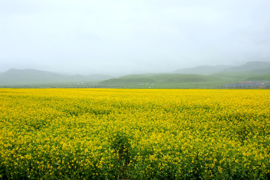 油菜花