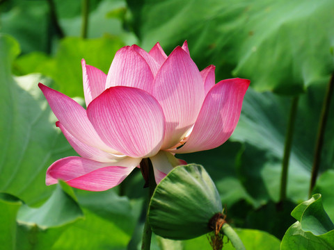 荷花