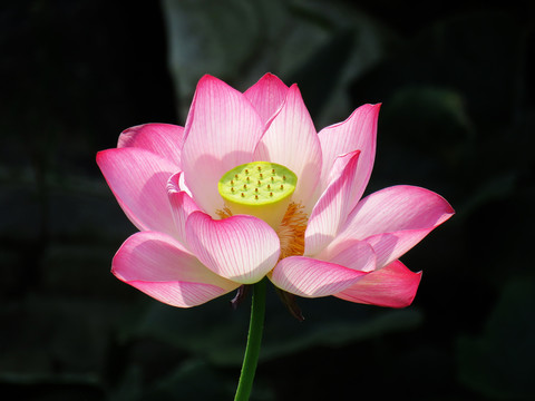 荷花特写