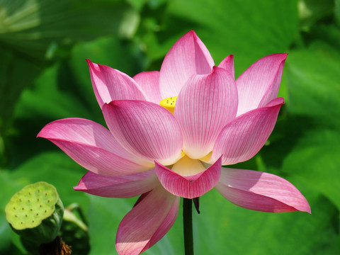 夏荷