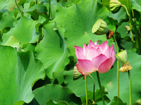 荷花