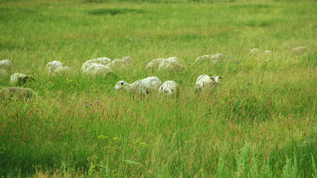 草原上的牧群