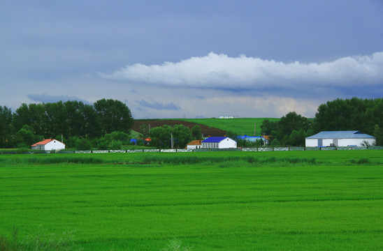 草原上的麦田