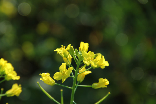 花卉特写