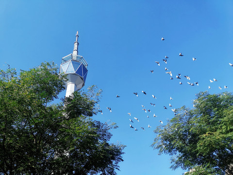 鸽群飞过陕西广播电视塔