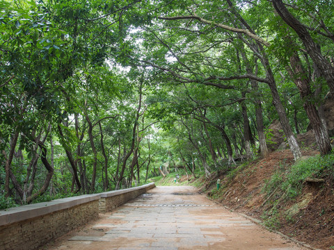 青岛植物园