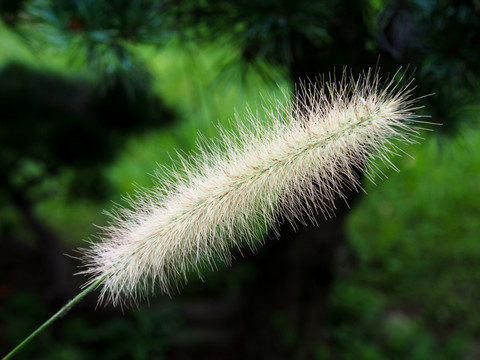 狼尾草