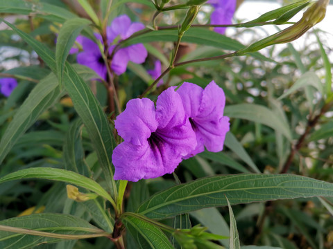 蓝花草紫色花卉