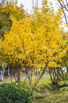 银杏树