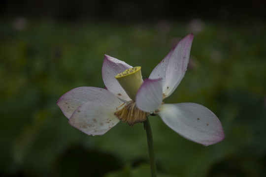 莲花