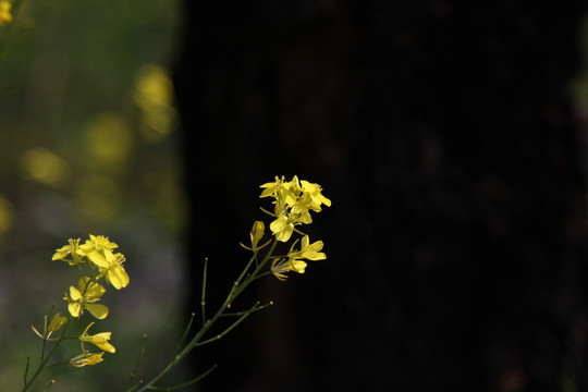 油菜花