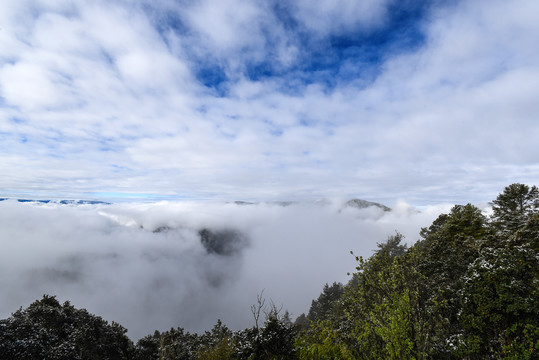 森林云海水墨风景