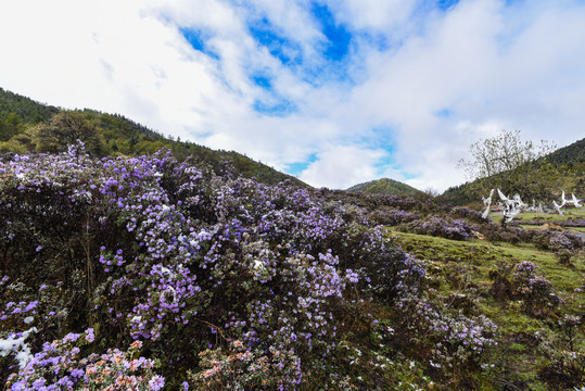 森林高原生态草地