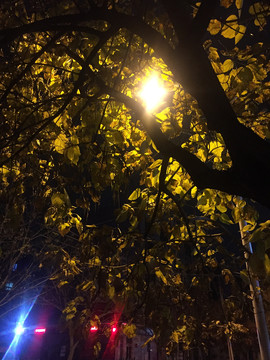 夜晚灯光树影