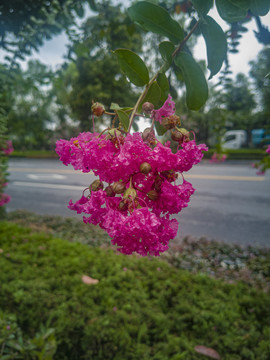 公路边的紫薇花