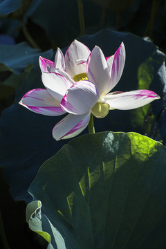 莲花