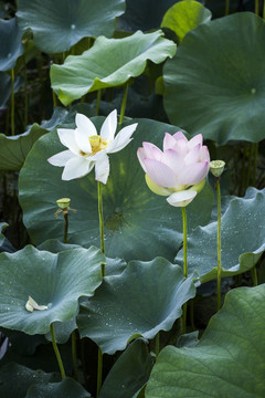 荷花池