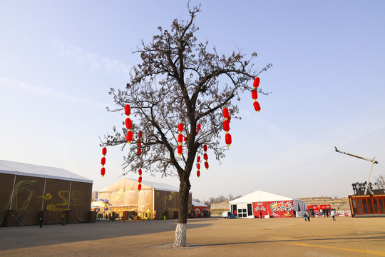 春节古树