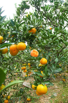 蜜橘树