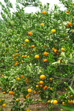 蜜橘果园