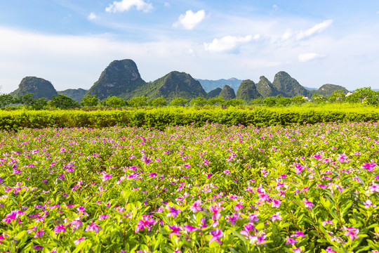 九龙峰林小镇景区绿色植被