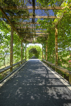 九龙峰林景区的植物隧道