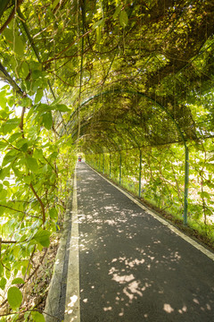 九龙峰林景区的植物隧道