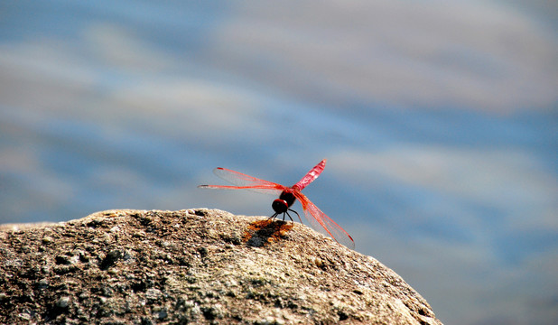 一只红蜻蜓