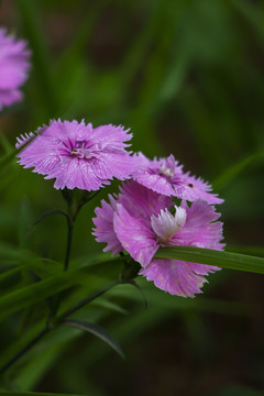 石竹花