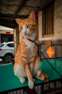橘黄色猫咪