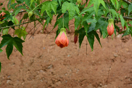 金铃花灯笼花