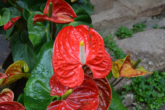 花烛火鹤花