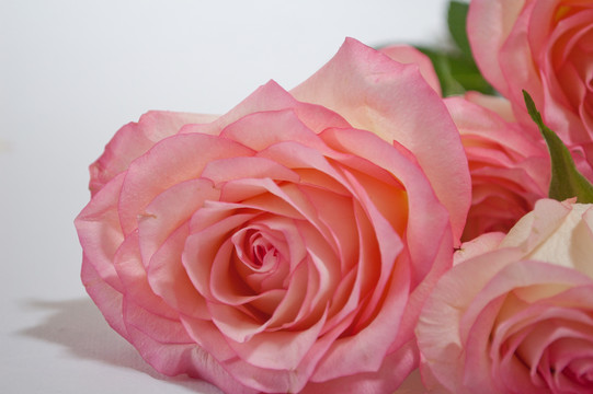 双色粉玫瑰