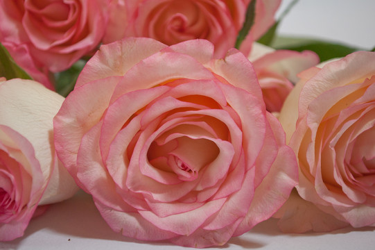 双色粉玫瑰