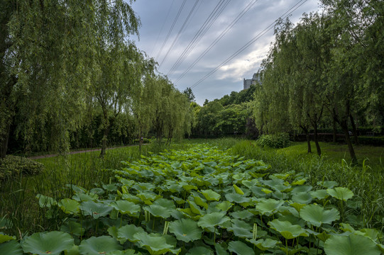 夏天城市公园的绿色植物