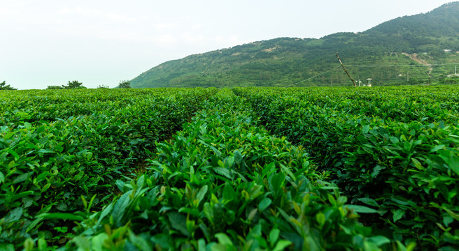 茶韵茶园梯田