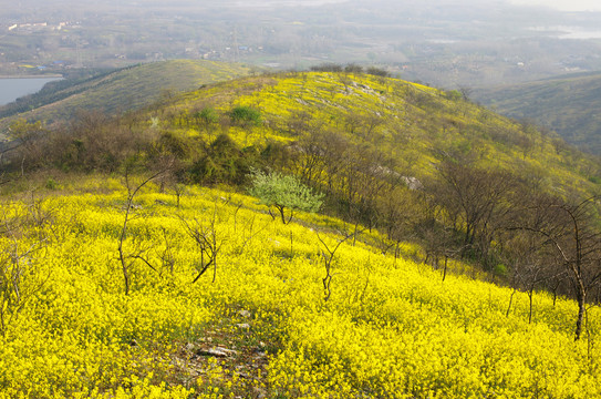 蓝天野花山岗