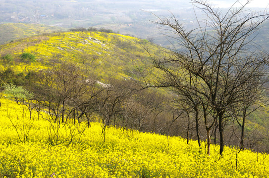 蓝天野花山岗