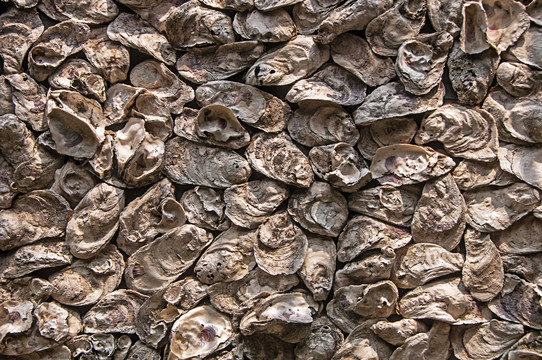海蛎壳墙壁