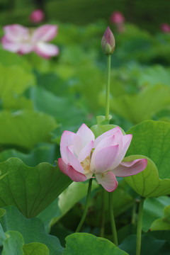 夏季荷花摄影