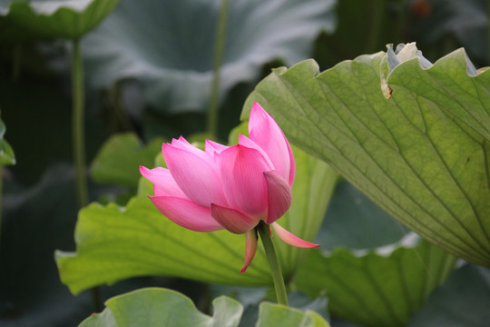 夏季荷花摄影