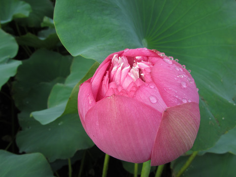 夏季荷花摄影