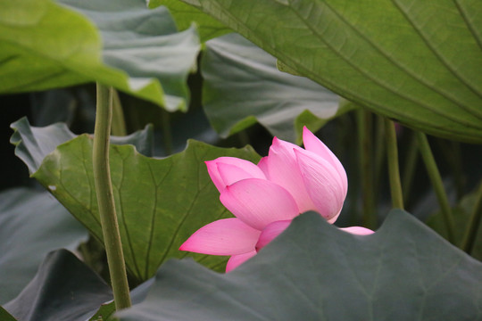 夏季荷花摄影