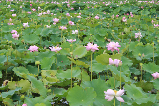 夏季荷花摄影