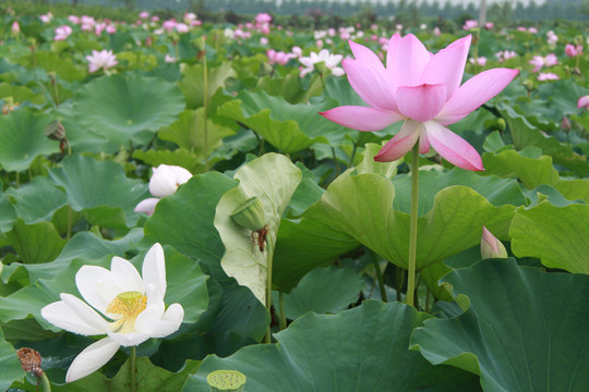 夏季荷花摄影